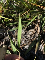 Dichanthelium sphaerocarpon