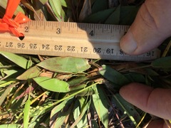 Dichanthelium sphaerocarpon