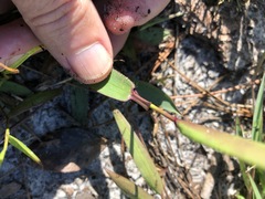 Dichanthelium sphaerocarpon