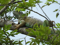 Iguana iguana