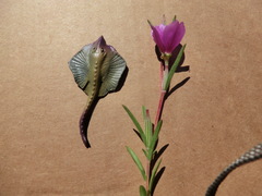 Clarkia gracilis gracilis