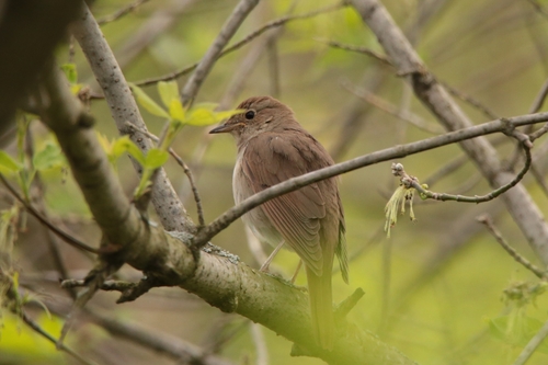 Thrush Nightingale (Luscinia luscinia), photo 6