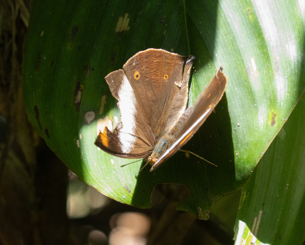 African leaf butterfly