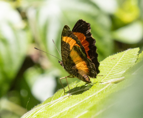 Lady's Maid Butterfly