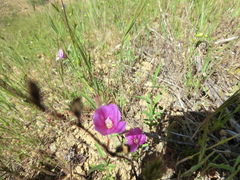 Clarkia gracilis gracilis