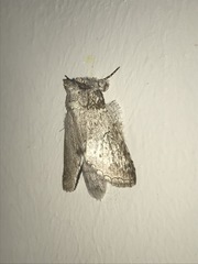 Rifargia distinguenda