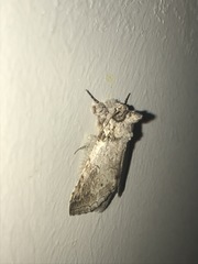 Rifargia distinguenda