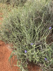 Aptosimum albomarginatum