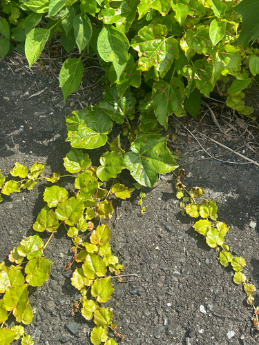 Japanese creeper