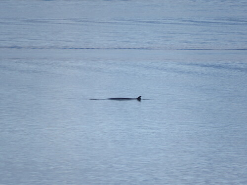 Ballena sei registrada en Ushuaia
