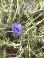 Aptosimum albomarginatum