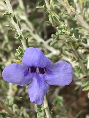 Aptosimum albomarginatum