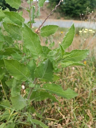 Camphorweed