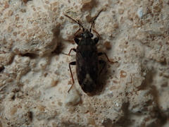 Peritrechus