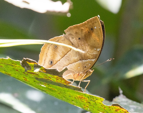 African leaf butterfly