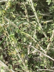 Aptosimum albomarginatum
