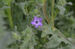 Pholistoma auritum auritum