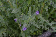 Pholistoma auritum auritum