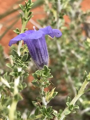 Aptosimum albomarginatum