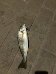 Umbrina roncador