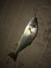 Umbrina roncador