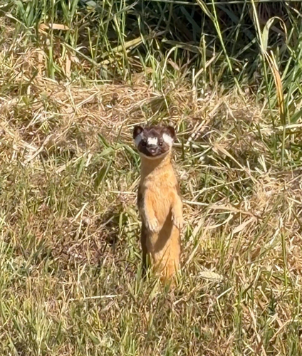 Long-tailed Weasel observed by chloebelinsky