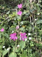 Silene dioica