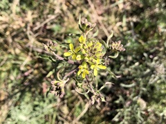 Erysimum crepidifolium