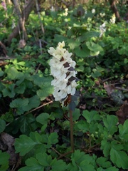 Corydalis cava
