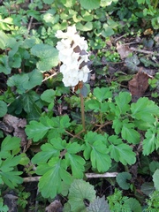 Corydalis cava