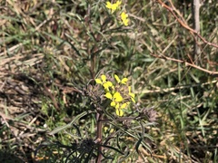 Erysimum crepidifolium
