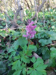 Corydalis cava