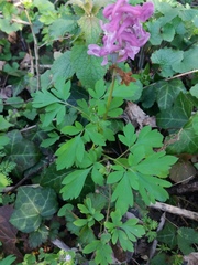 Corydalis cava