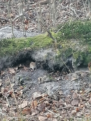 Clethrionomys glareolus