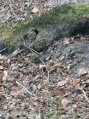 Clethrionomys glareolus