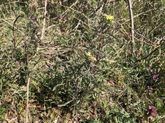 Erysimum crepidifolium