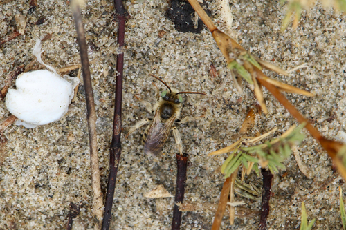Melissodes tepidus timberlakei