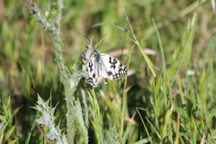 Melanargia occitanica