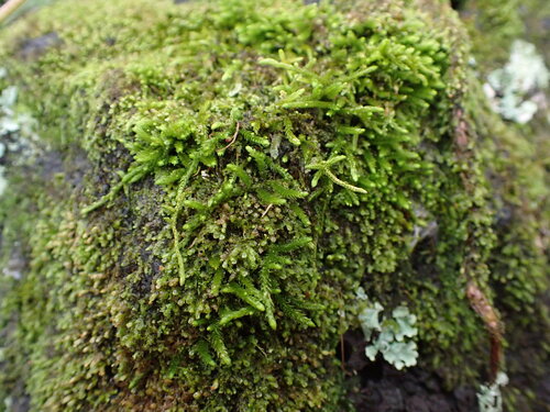 Papillaria crocea observed 2026-04-24