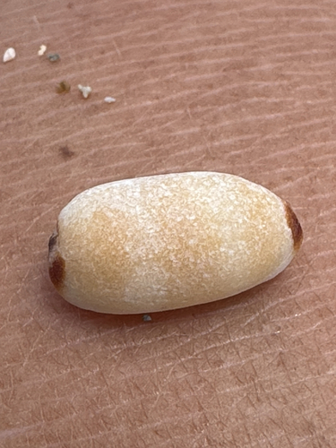 Luria isabella