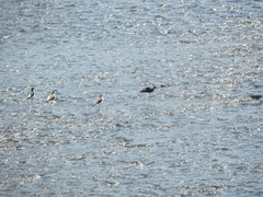 Himantopus mexicanus