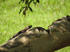Ctenosaura acanthura