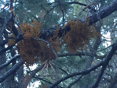 Arceuthobium vaginatum cryptopodum