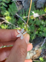 Lithophragma bolanderi