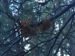 Arceuthobium vaginatum cryptopodum