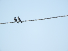 Tachycineta albilinea