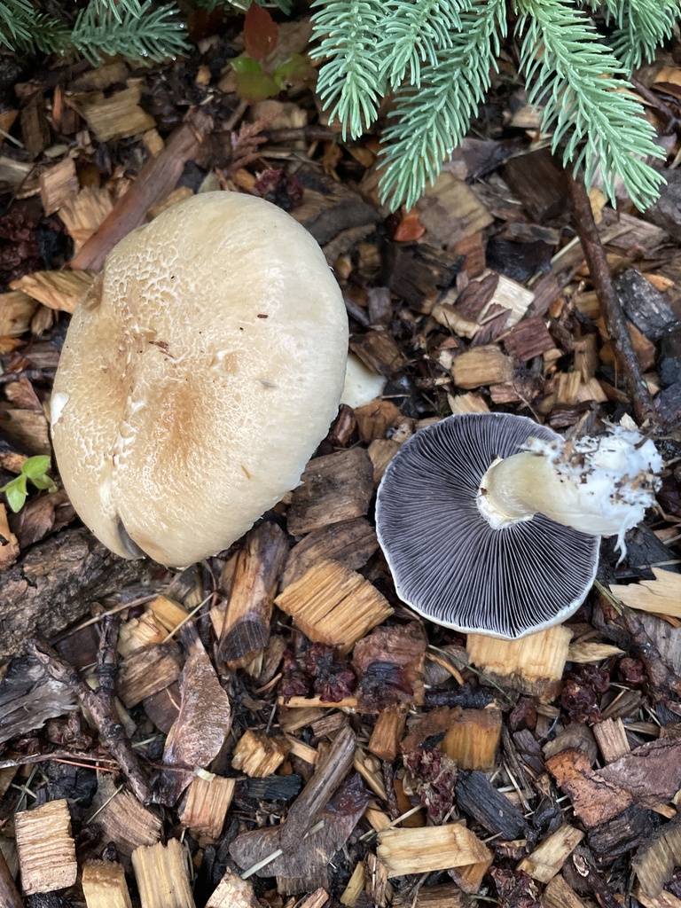 Wine-cap Stropharia · May 2026 · photo: Photo: no rights reserved · iNaturalist