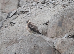 Geranoaetus polyosoma