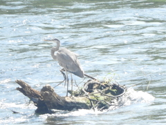 Ardea herodias
