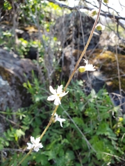 Lithophragma bolanderi